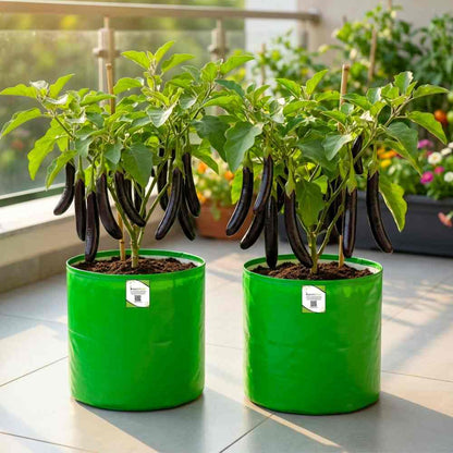 Brinjal Black Thin Long Seeds - (50 Seeds) High Germination/ High Yield / Ideal for Terrace/Kitchen Gardening  (Baingan/eggplant/ बैंगन के बीज)