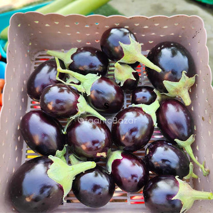 Brinjal Chu Chu Seeds - (50 Seeds) High Germination/ High Yield / Ideal for Terrace/Kitchen Gardening (Baingan/eggplant/ बैंगन के बीज)