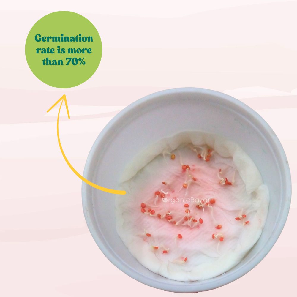 Brinjal Dark Purple Long Seeds - (50 Seeds) High Germination/ High Yield / Ideal for Terrace/Kitchen Gardening (Baingan/eggplant/ बैंगन के बीज)