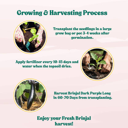 Brinjal Dark Purple Long Seeds - (50 Seeds) High Germination/ High Yield / Ideal for Terrace/Kitchen Gardening (Baingan/eggplant/ बैंगन के बीज)