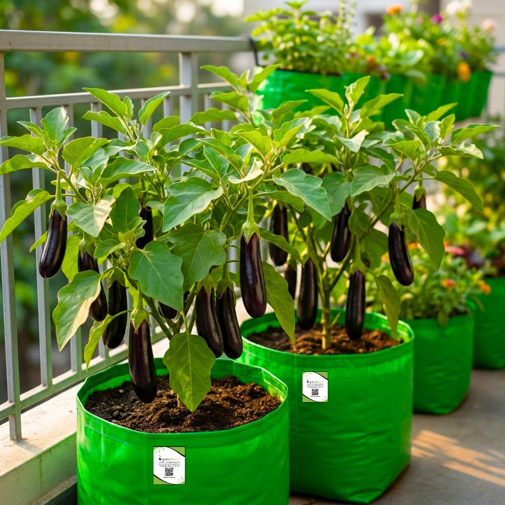 Brinjal Dark Purple Long Seeds - (50 Seeds) High Germination/ High Yield / Ideal for Terrace/Kitchen Gardening (Baingan/eggplant/ बैंगन के बीज)