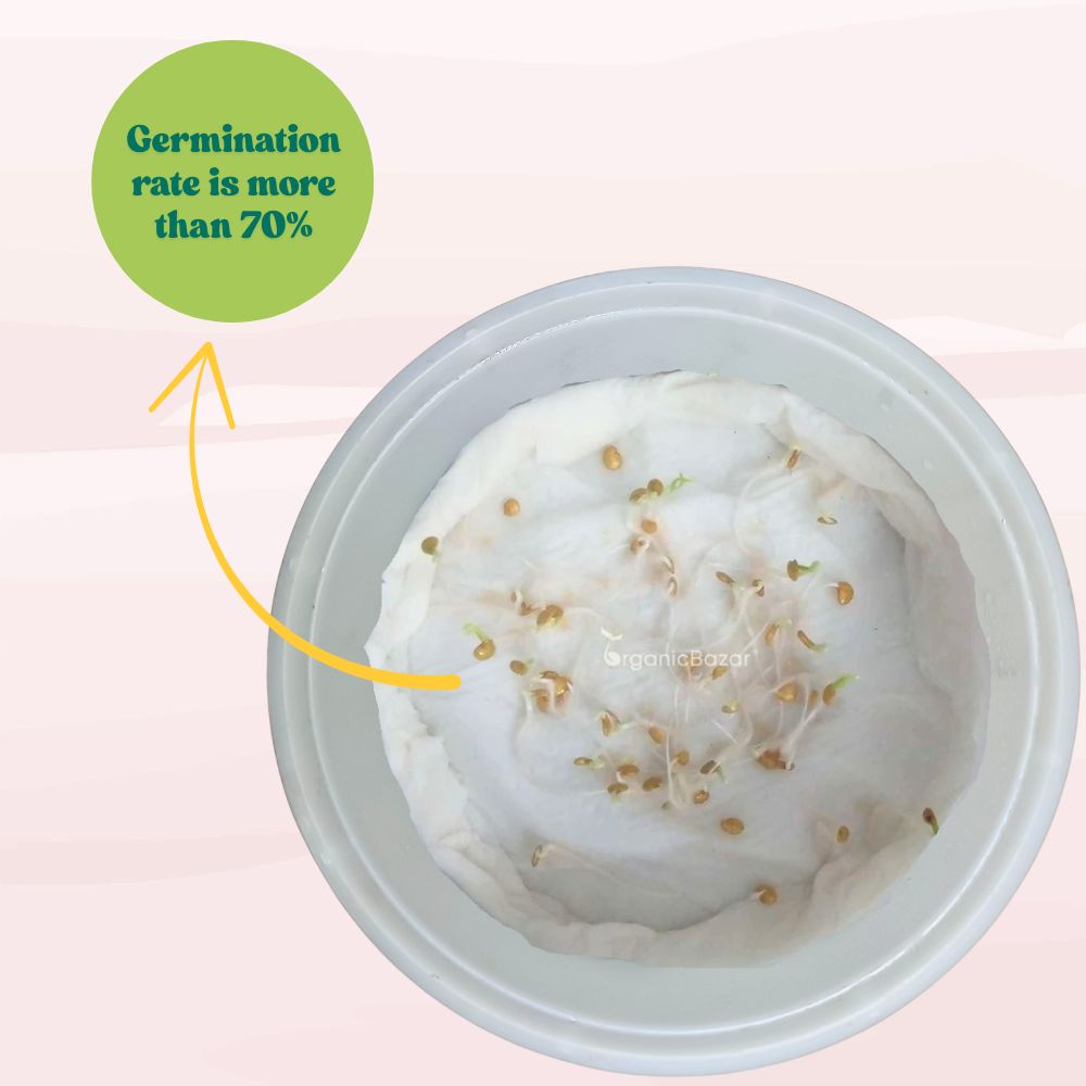 Brinjal Black Round Seeds - (50 Seeds) High Germination/ High Yield / Ideal for Terrace/Kitchen Gardening (Baingan/eggplant/ बैंगन के बीज)