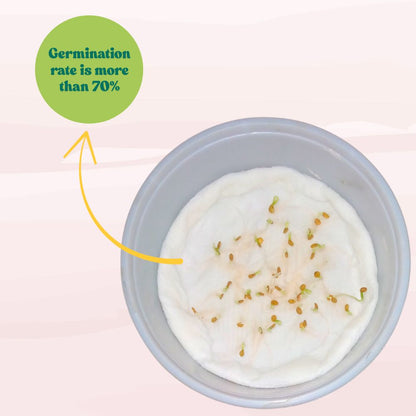 Brinjal Chu Chu Seeds - (50 Seeds) High Germination/ High Yield / Ideal for Terrace/Kitchen Gardening (Baingan/eggplant/ बैंगन के बीज)