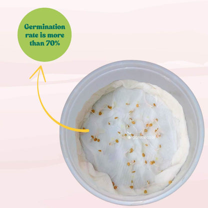 Brinjal White Long Seeds - (50 Seeds) High Yield/ High Germination / Perfect for Terrace/Kitchen Gardening (Baingan/eggplant/ बैंगन के बीज)