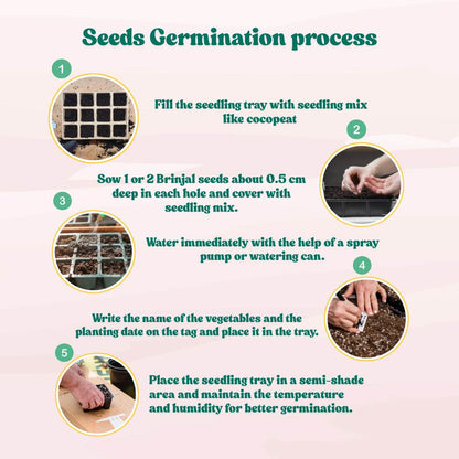 Brinjal White Long Seeds - (50 Seeds) High Yield/ High Germination / Perfect for Terrace/Kitchen Gardening (Baingan/eggplant/ बैंगन के बीज)