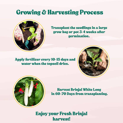 Brinjal White Long Seeds - (50 Seeds) High Yield/ High Germination / Perfect for Terrace/Kitchen Gardening (Baingan/eggplant/ बैंगन के बीज)