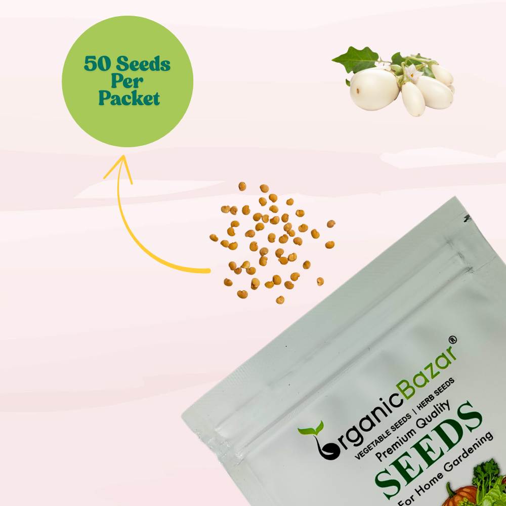 Brinjal White (Oblong Type) Seeds - (50 Seeds) High Germination/ High Yield / Ideal for Terrace/Kitchen Gardening (Baingan/eggplant/ बैंगन के बीज)