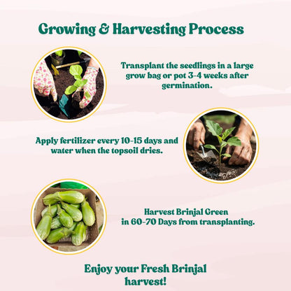 Brinjal Green Seeds - (50 Seeds) High Germination/ High Yield / Ideal for Terrace/Kitchen Gardening (Hara Baingan/eggplant/हरा बैंगन के बीज)