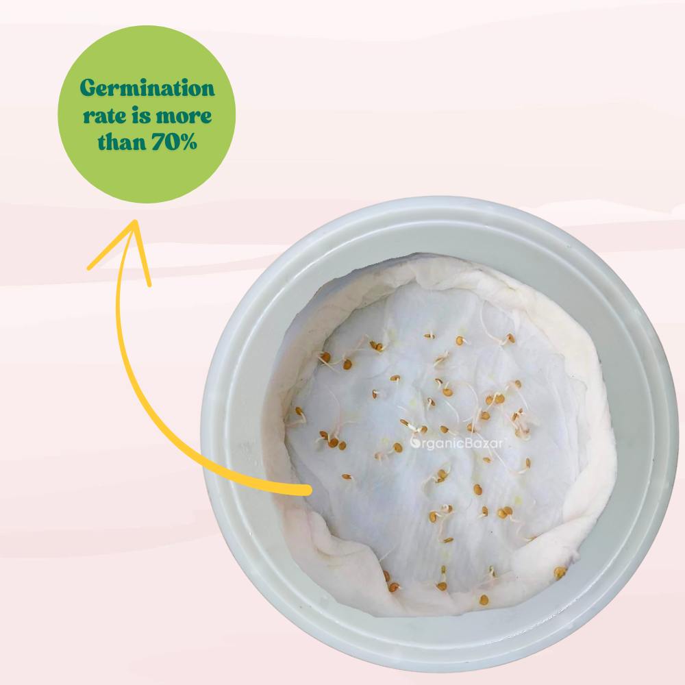 Brinjal Green Seeds - (50 Seeds) High Germination/ High Yield / Ideal for Terrace/Kitchen Gardening (Hara Baingan/eggplant/हरा बैंगन के बीज)