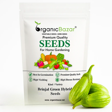 Brinjal Green Hybrid Seeds - (50 Seeds) High Germination/ High Yield / Ideal for Terrace/Kitchen Gardening (Hara Baingan/eggplant/हरा बैंगन के बीज)