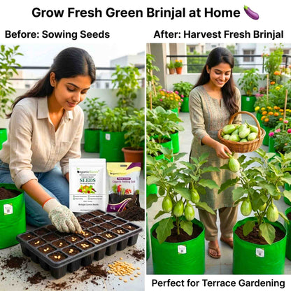 Brinjal Green Seeds - (50 Seeds) High Germination/ High Yield / Ideal for Terrace/Kitchen Gardening (Hara Baingan/eggplant/हरा बैंगन के बीज)