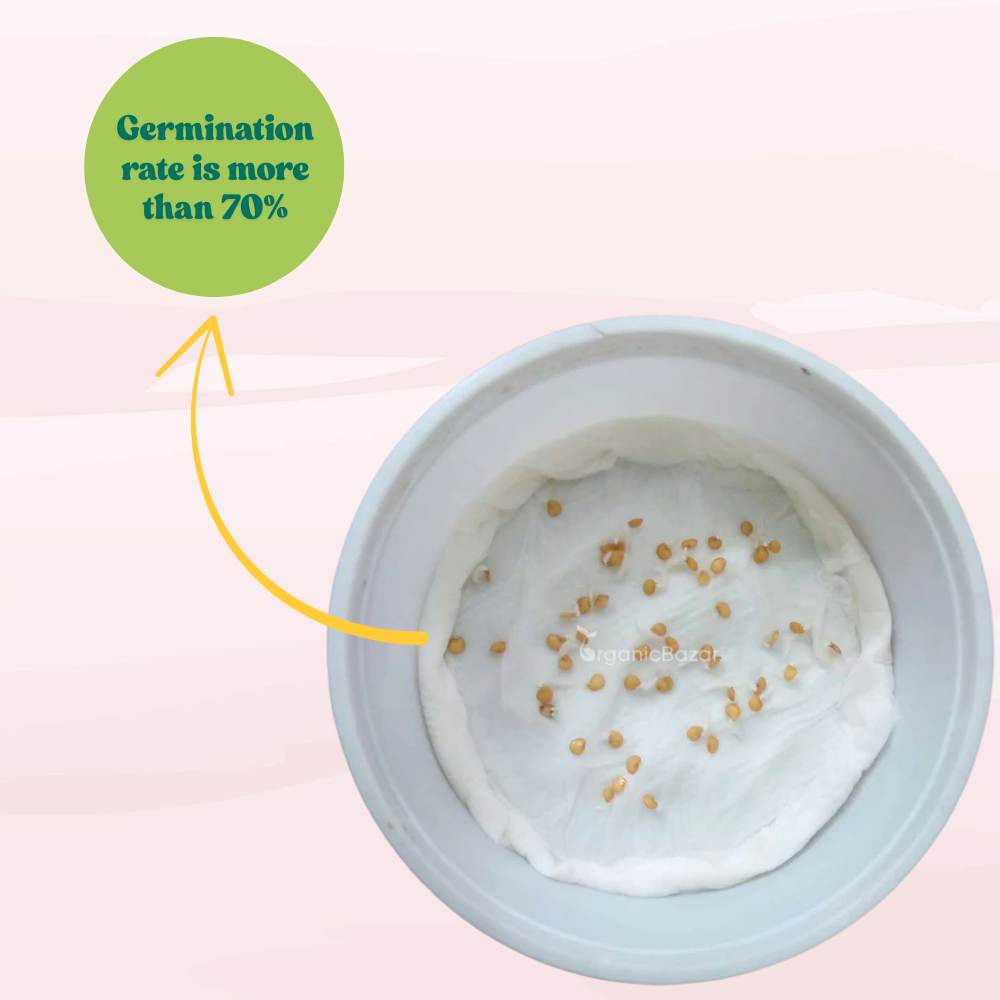 Brinjal Light Purple Green Variegated Seeds - (50 Seeds) High Germination/ High Yield / Ideal for Terrace/Kitchen Gardening (Baingan/eggplant/ बैंगन के बीज)