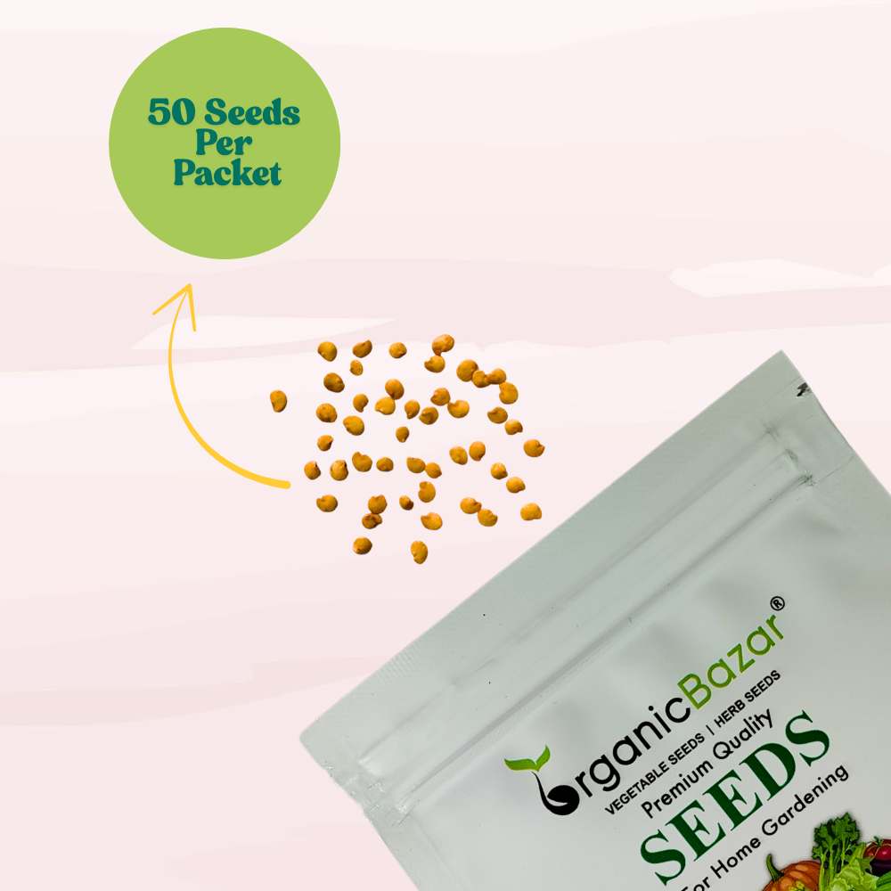 Brinjal Light Purple Green Variegated Seeds - (50 Seeds) High Germination/ High Yield / Ideal for Terrace/Kitchen Gardening (Baingan/eggplant/ बैंगन के बीज)