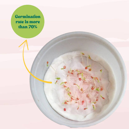 Brinjal Light Purple Long Seeds - (50 Seeds) High Germination/ High Yield / Ideal for Terrace/Kitchen Gardening (Bainganee Baingan/Eggplant/बैंगनी बैंगन के बीज)