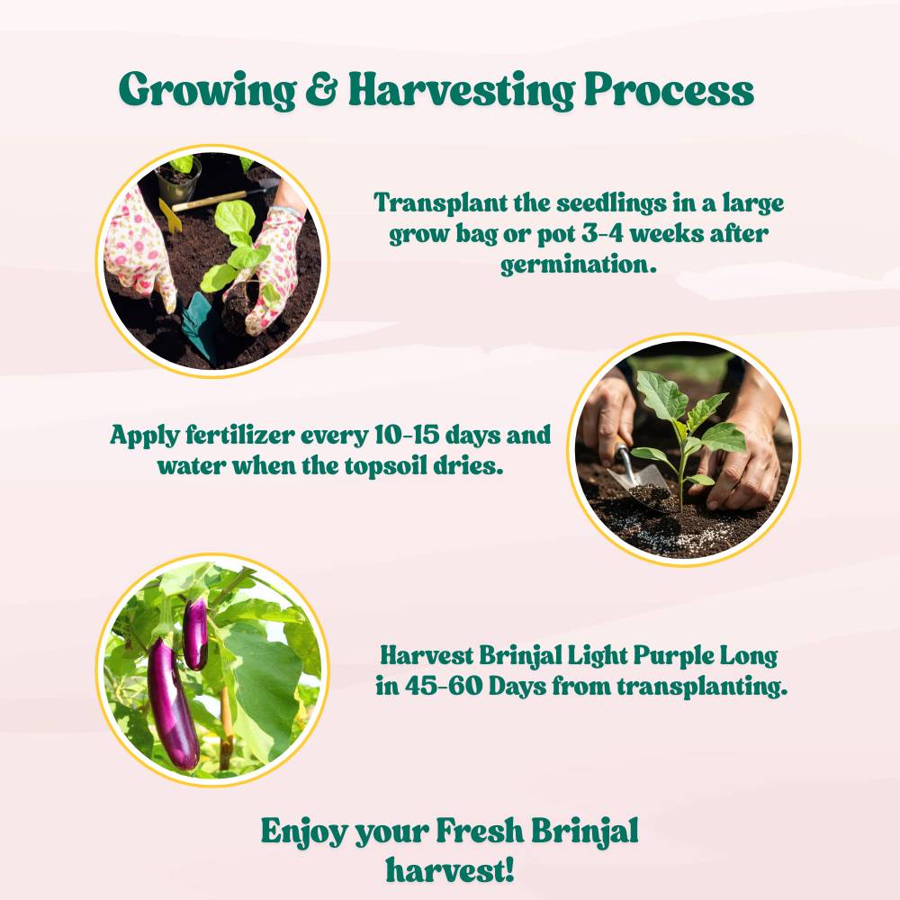 Brinjal Light Purple Long Seeds - (50 Seeds) High Germination/ High Yield / Ideal for Terrace/Kitchen Gardening (Bainganee Baingan/Eggplant/बैंगनी बैंगन के बीज)