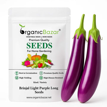 Brinjal Light Purple Long F1 Hybrid Seeds - (50 Seeds) High Germination/ High Yield / Ideal for Terrace/Kitchen Gardening (Bainganee Baingan/Eggplant/बैंगनी बैंगन के बीज)