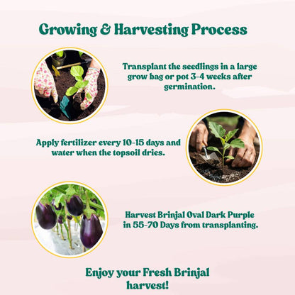 Brinjal Oval Dark Purple Seeds - (50 Seeds) High Germination/ High Yield / Ideal for Terrace/Kitchen Gardening (Bainganee Baingan/Eggplant/बैंगनी बैंगन के बीज)
