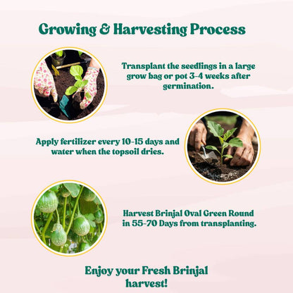 Brinjal Oval Green Round Seeds - (50 Seeds) High Germination/ High Yield / Ideal for Terrace/Kitchen Gardening (Baingan/Eggplant/बैंगन के बीज)