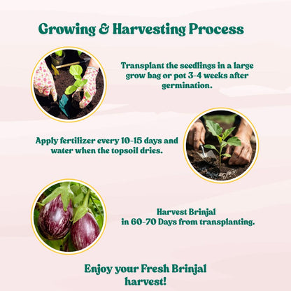 Brinjal Oval Purple With White Strips Seeds - 50 Seeds) High Germination/ High Yield / Ideal for Terrace/Kitchen Gardening (Baingan/Eggplant/बैंगन के बीज)