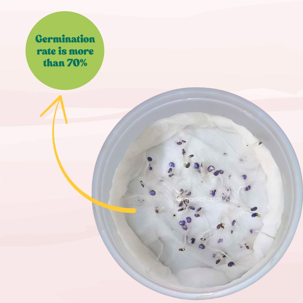 Brinjal Oval Purple With White Strips Seeds - 50 Seeds) High Germination/ High Yield / Ideal for Terrace/Kitchen Gardening (Baingan/Eggplant/बैंगन के बीज)