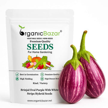 Brinjal Oval Purple With White Strips Hybrid Seeds - 50 Seeds) High Germination/ High Yield / Ideal for Terrace/Kitchen Gardening (Baingan/Eggplant/बैंगन के बीज)