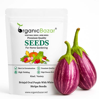 Brinjal Oval Purple With White Strips Seeds - 50 Seeds) High Germination/ High Yield / Ideal for Terrace/Kitchen Gardening (Baingan/Eggplant/बैंगन के बीज)