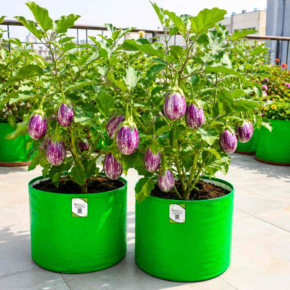 Brinjal Oval Purple With White Strips Seeds - 50 Seeds) High Germination/ High Yield / Ideal for Terrace/Kitchen Gardening (Baingan/Eggplant/बैंगन के बीज)