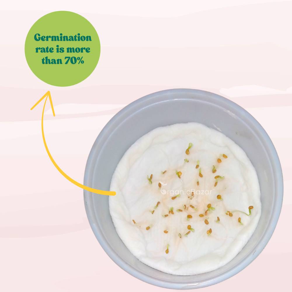 Brinjal Pink Medium Long F1 Hybrid Seeds - (50 Seeds) High Germination/ High Yield / Ideal for Terrace/Kitchen Gardening (Pink Baingan/Eggplant/गुलाबी बैंगन के बीज)