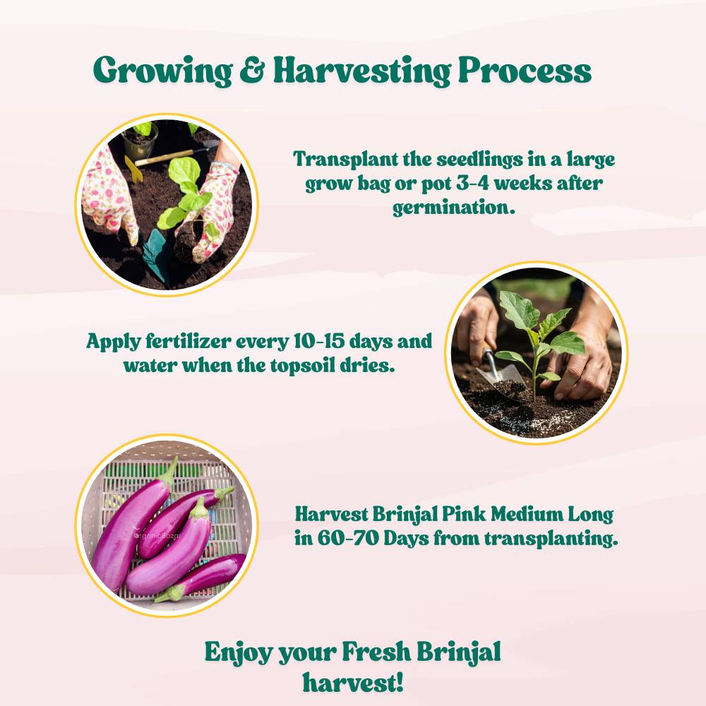 Brinjal Pink Medium Long F1 Hybrid Seeds - (50 Seeds) High Germination/ High Yield / Ideal for Terrace/Kitchen Gardening (Pink Baingan/Eggplant/गुलाबी बैंगन के बीज)