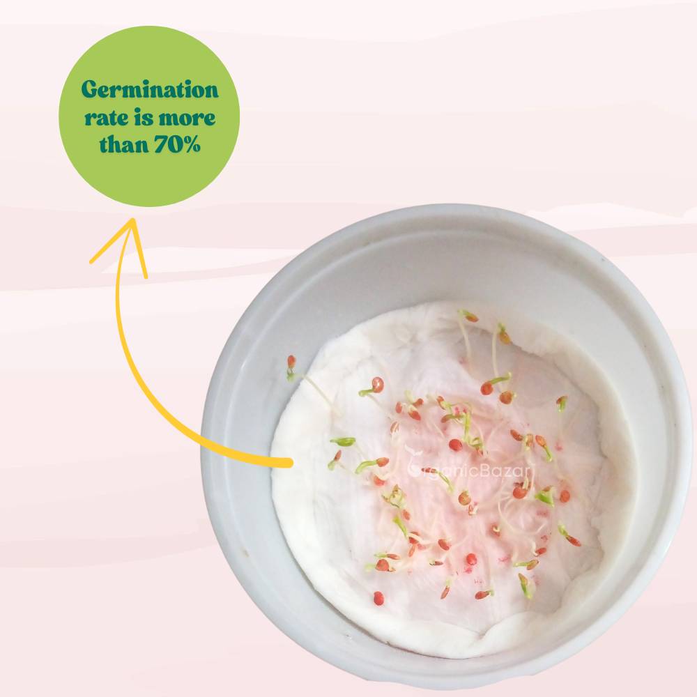 Brinjal Pink Round F1 Hybrid Seeds - (50 Seeds) High Germination/ High Yield / Ideal for Terrace/Kitchen Gardening  (Pink Baingan/Eggplant/गुलाबी बैंगन के बीज)