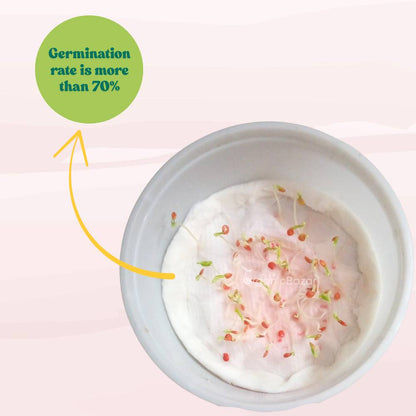 Brinjal Pink Round F1 Hybrid Seeds - (50 Seeds) High Germination/ High Yield / Ideal for Terrace/Kitchen Gardening  (Pink Baingan/Eggplant/गुलाबी बैंगन के बीज)