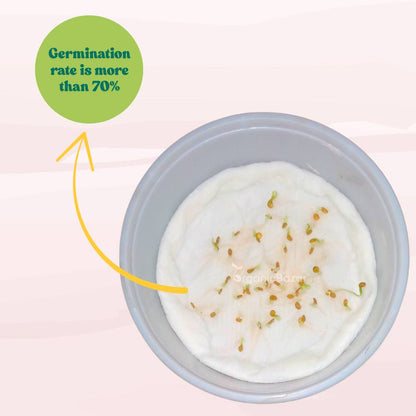 Brinjal Purple Long Seeds - (50 Seeds) High Germination/ High Yield / Ideal for Terrace/Kitchen Gardening  (Bainganee Baingan/Eggplant/बैंगनी बैंगन के बीज)