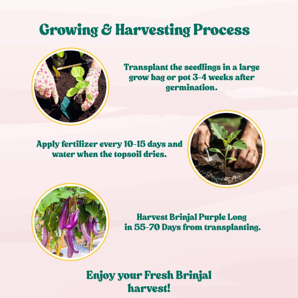 Brinjal Purple Long Seeds - (50 Seeds) High Germination/ High Yield / Ideal for Terrace/Kitchen Gardening  (Bainganee Baingan/Eggplant/बैंगनी बैंगन के बीज)