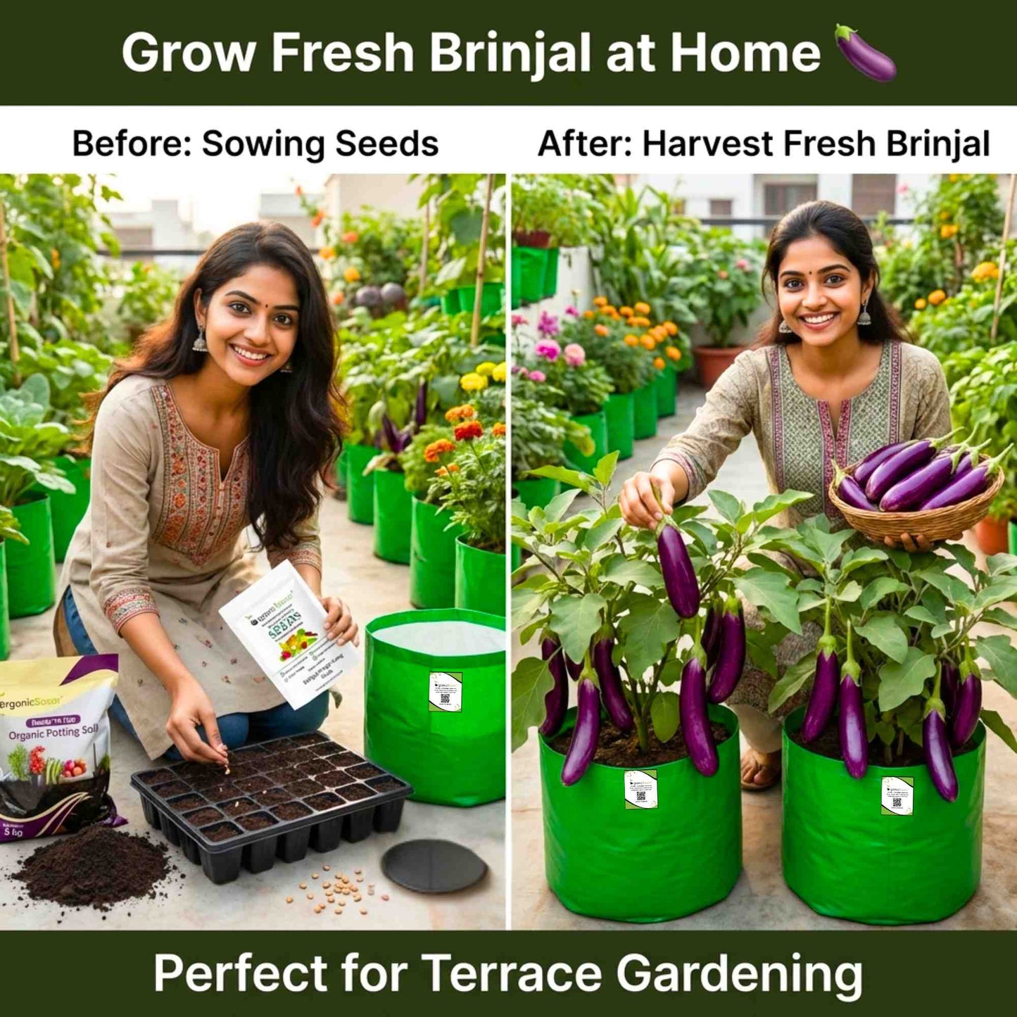 Brinjal Purple Long Seeds - (50 Seeds) High Germination/ High Yield / Ideal for Terrace/Kitchen Gardening  (Bainganee Baingan/Eggplant/बैंगनी बैंगन के बीज)