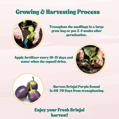 Brinjal Purple Round Seeds - (50 Seeds) High Germination/ High Yield / Ideal for Terrace/Kitchen Gardening (Bainganee Baingan/Eggplant/बैंगनी बैंगन के बीज)