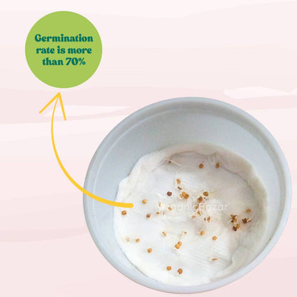 Brinjal Purple Round Seeds - (50 Seeds) High Germination/ High Yield / Ideal for Terrace/Kitchen Gardening (Bainganee Baingan/Eggplant/बैंगनी बैंगन के बीज)