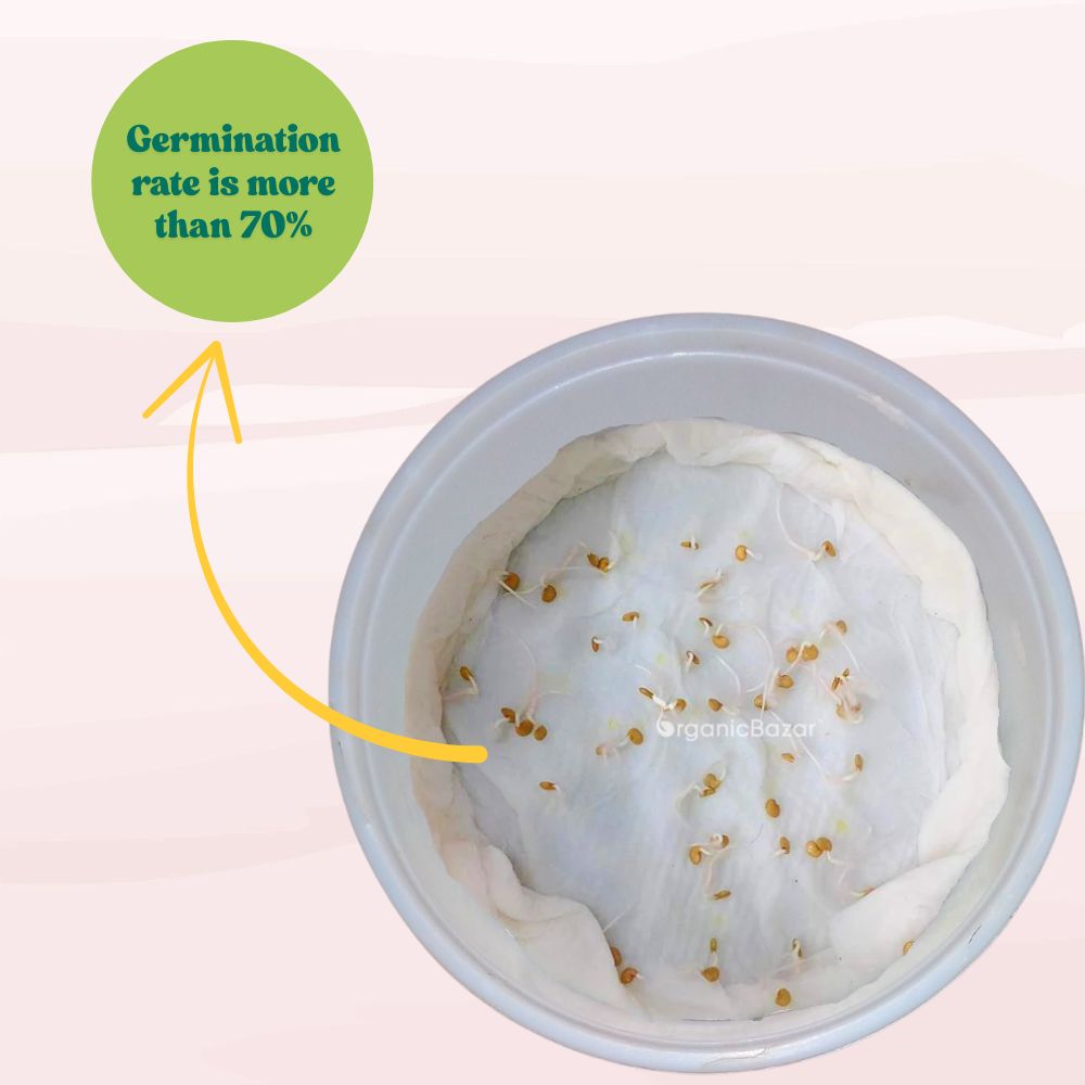 Brinjal Seedless Seeds - 50 Seeds) High Germination/ High Yield / Ideal for Terrace/Kitchen Gardening (Baingan/Eggplant/ बैंगन के बीज)