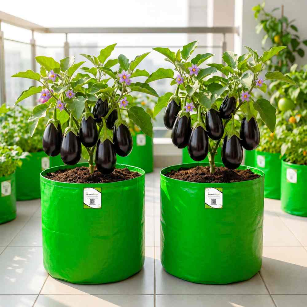 Brinjal Seedless Seeds - 50 Seeds) High Germination/ High Yield / Ideal for Terrace/Kitchen Gardening (Baingan/Eggplant/ बैंगन के बीज)