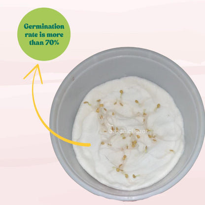 Brinjal Seeds Black - 50 Seeds) High Germination/ High Yield / Ideal for Terrace/Kitchen Gardening (Black Baingan/eggplant/ब्लैक बैंगन के बीज)