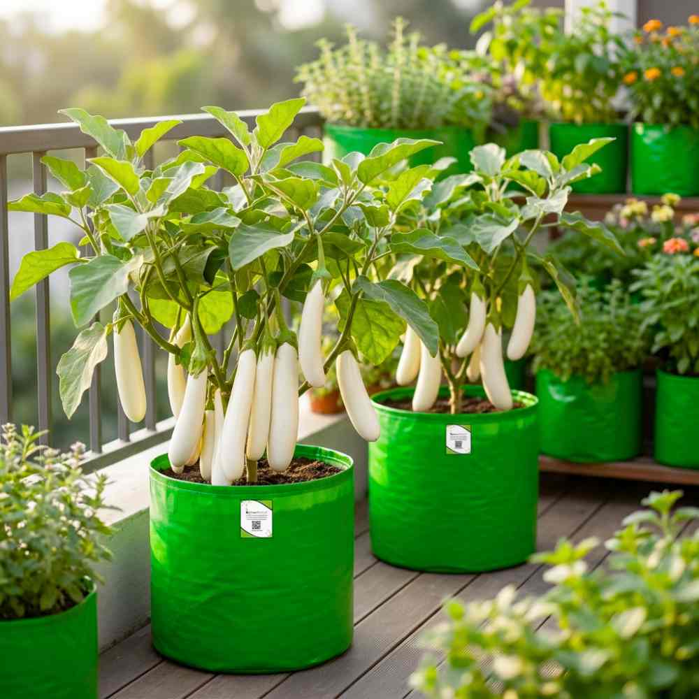 Brinjal White Long Seeds - (50 Seeds) High Yield/ High Germination / Perfect for Terrace/Kitchen Gardening (Baingan/eggplant/ बैंगन के बीज)