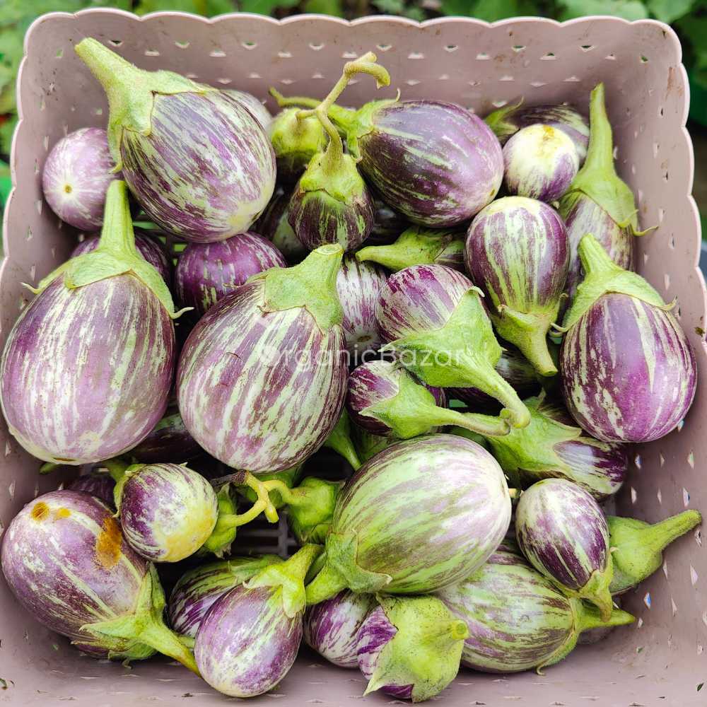 Brinjal Light Purple Green Variegated Seeds - (50 Seeds) High Germination/ High Yield / Ideal for Terrace/Kitchen Gardening (Baingan/eggplant/ बैंगन के बीज)