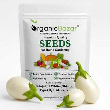 Brinjal F1 White (Oblong Type) Hybrid Seeds - (50 Seeds) High Germination/ High Yield / Ideal for Terrace/Kitchen Gardening (Baingan/eggplant/ बैंगन के बीज)