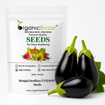 Brinjal Seedless F1 Hybrid Seeds - 50 Seeds) High Germination/ High Yield / Ideal for Terrace/Kitchen Gardening (Baingan/Eggplant/ बैंगन के बीज)