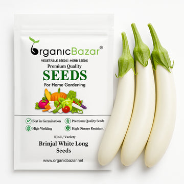 Brinjal F1 White Long Hybrid Seeds - (50 Seeds) High Yield/ High Germination / Perfect for Terrace/Kitchen Gardening (Baingan/eggplant/ बैंगन के बीज)