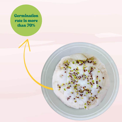 Broccoli Dark Green F1 Hybrid Seeds - 100 Seeds (Hari Gobhi/हरी गोभी/ब्रोकली के बीज) High Germination /Easy to Grow/Ideal for Terrace/Kitchen Gardening