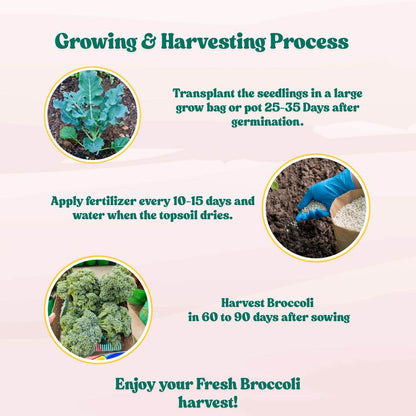 Broccoli Seeds - 150 Seeds (Hari Gobhi/हरी गोभी/ब्रोकली के बीज) High Germination /Easy to Grow/Ideal for Terrace/Kitchen Gardening
