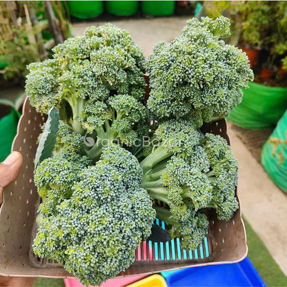 Broccoli Seeds - 150 Seeds (Hari Gobhi/हरी गोभी/ब्रोकली के बीज) High Germination /Easy to Grow/Ideal for Terrace/Kitchen Gardening