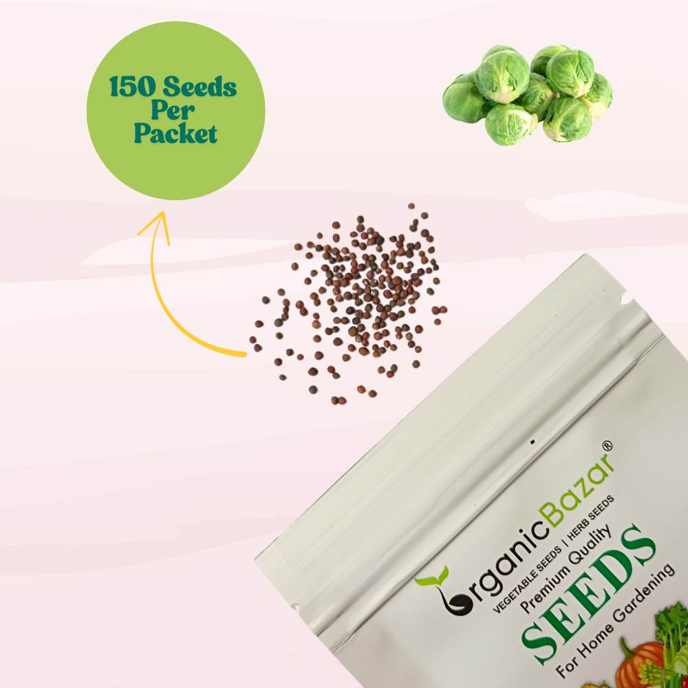 Brussels Sprouts Seeds - 150 Seeds (ब्रसेल्स स्प्राउट्स के बीज) High Germination /High yield /Ideal for Terrace/Kitchen Gardening