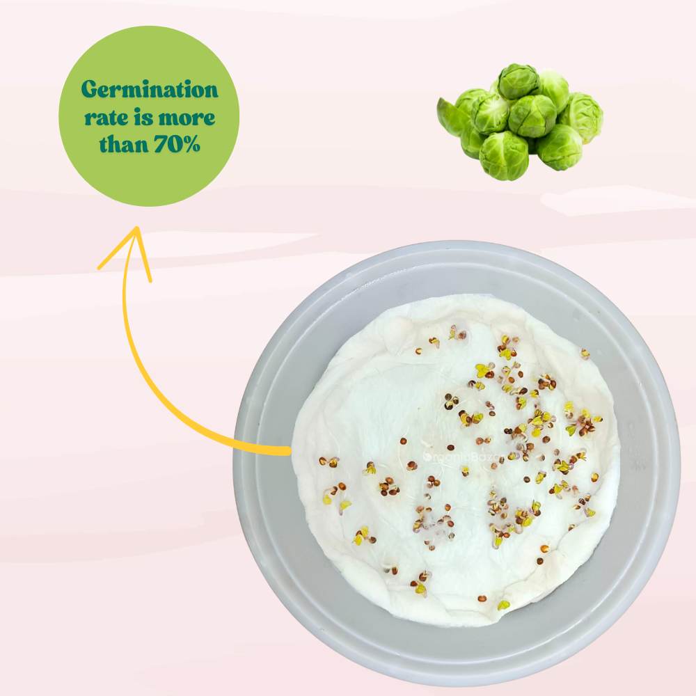 Brussels Sprouts Seeds - 150 Seeds (ब्रसेल्स स्प्राउट्स के बीज) High Germination /High yield /Ideal for Terrace/Kitchen Gardening