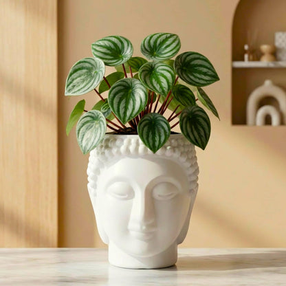 Buddha Face Planter Plastic Pot (Pack of 1) – Luxury Geometric Designer Unique Plant Pots for Living Room, Bedroom, Office, Villa, & premium commercial interiors